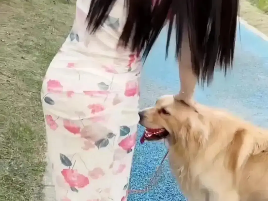 抖音香香公主与爱犬金毛
